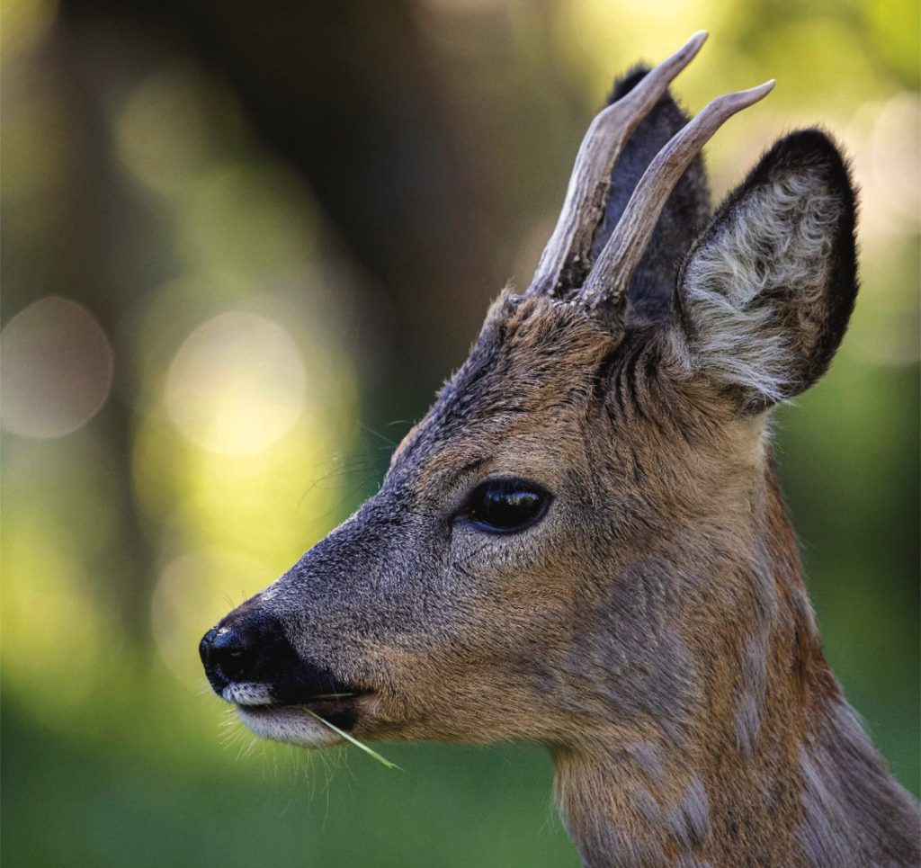 Home - Parc Animalier Introd